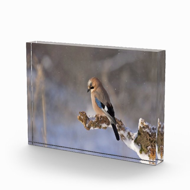 Schöner Jay auf der Ast Fotoblock (Rechts)