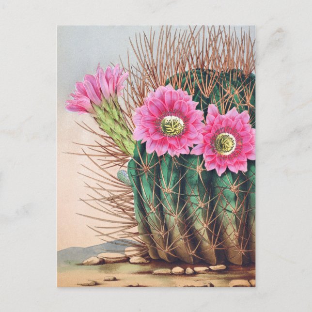 schöner Kaktus Postkarte (Vorderseite)
