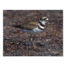 Schöner Killdeer am Strand