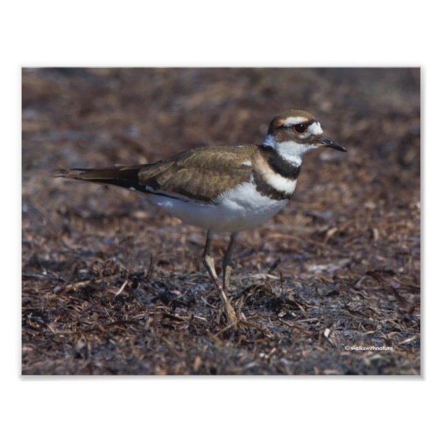 Schöner Killdeer am Strand Fotodruck (Vorne)