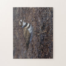 Schöner Killdeer am Strand