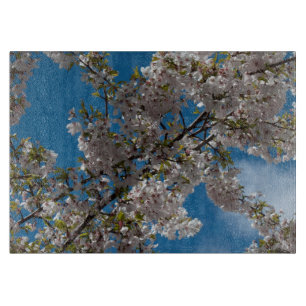 Schöner Kirschblütenbaum gegen den blauen Himmel. Schneidebrett