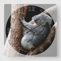 Schöner Koala-Bär im Garten