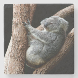 Schöner Koala-Bär im Garten Steinuntersetzer