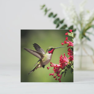 Schöner Kolibri