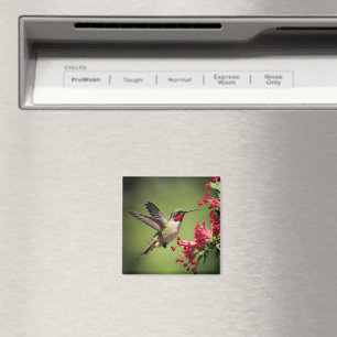 Schöner Kolibri Magnet