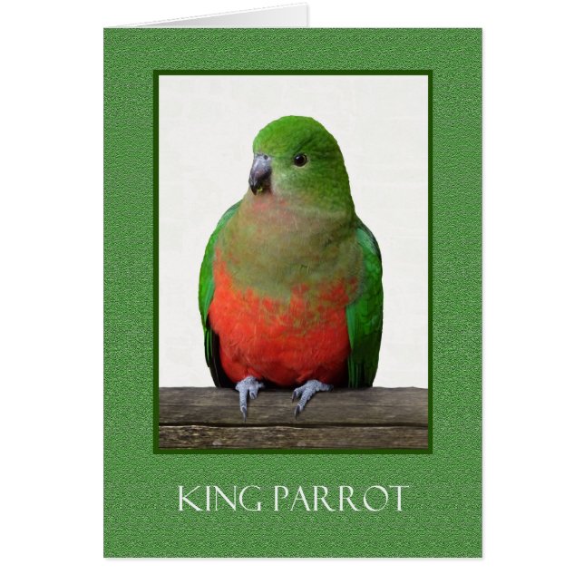 Schöner König Parrot, australischer Vogel (Vorne)