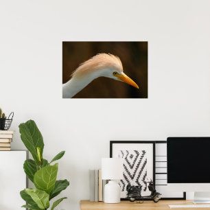 Schöner Kuhreiher-Vogel Poster