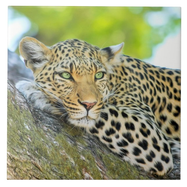 Schöner Leopard mit grünen Augen Fliese (Vorderseite)