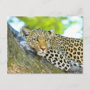 Schöner Leopard mit grünen Augen Postkarte