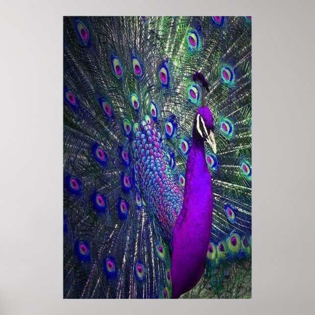 Schöner Lila Feather Peacock Bird Poster (Vorne)