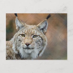 Schöner Luchs Vordergrund Postkarte