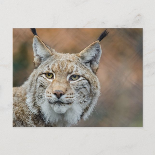 Schöner Luchs Vordergrund Postkarte (Vorderseite)