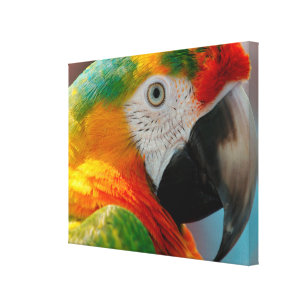 Schöner Macaw Leinwanddruck