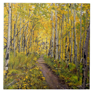 Schöner malerischer Herbstweg im Espenbaumhain Fliese