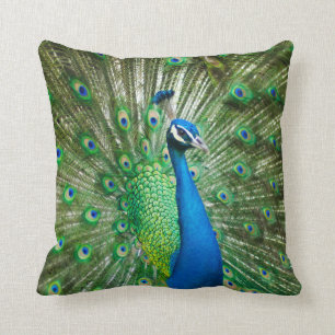 Schöner männlicher Pfau-Kissen Kissen