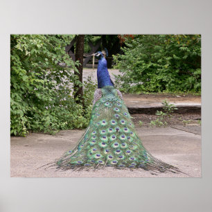 Schöner männlicher Pfau Poster