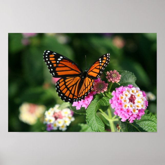 Schöner Monarch oder Viceroy Butterfly Poster (Vorne)