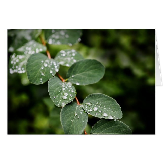 Schöner Morgentau im Garten (Vorderseite (Horizontal))