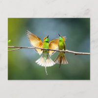Schöner Motmot-Vogel am Zweig