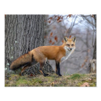 Schöner Mr. Fox