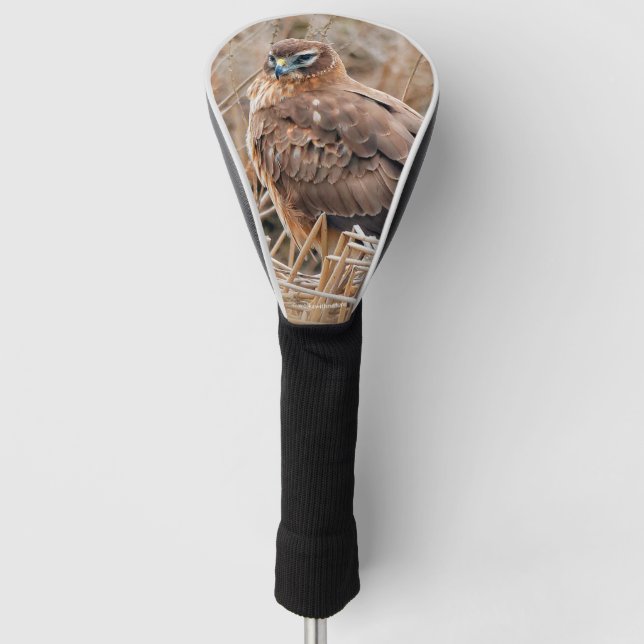 Schöner Northern Harrier Hawk in den Marschen Golf Headcover (Vorderseite)