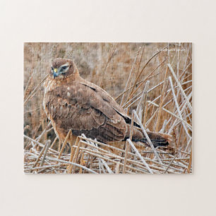 Schöner Northern Harrier Hawk in den Marschen Puzzle