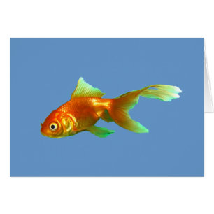 Schöner Oranda-Schleier goldfisch