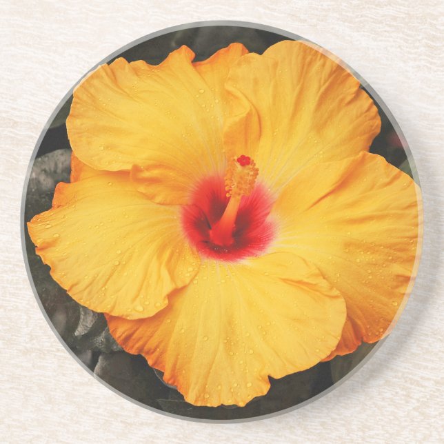 Schöner orangefarbener Hibiskus Blume Sandstein Untersetzer (Vorne)
