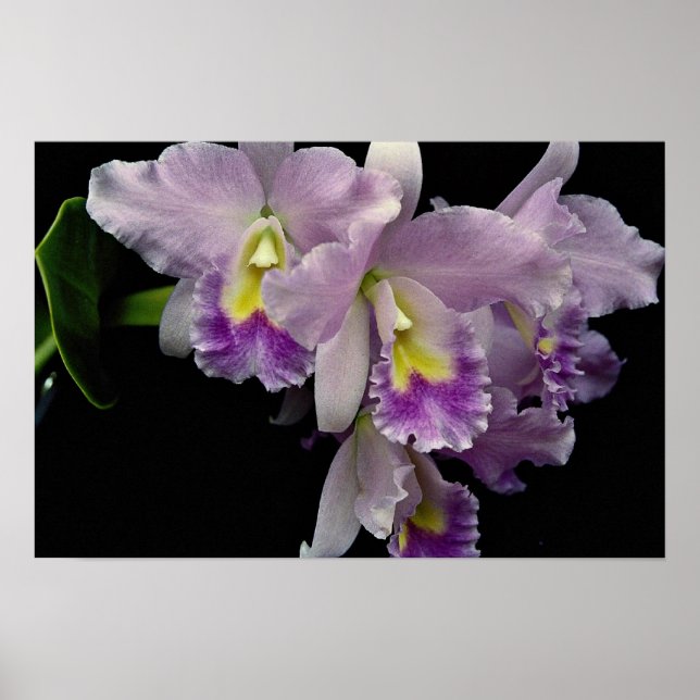 Schöner Orchid, Cattleya (ariel x labiata) Poster (Vorne)