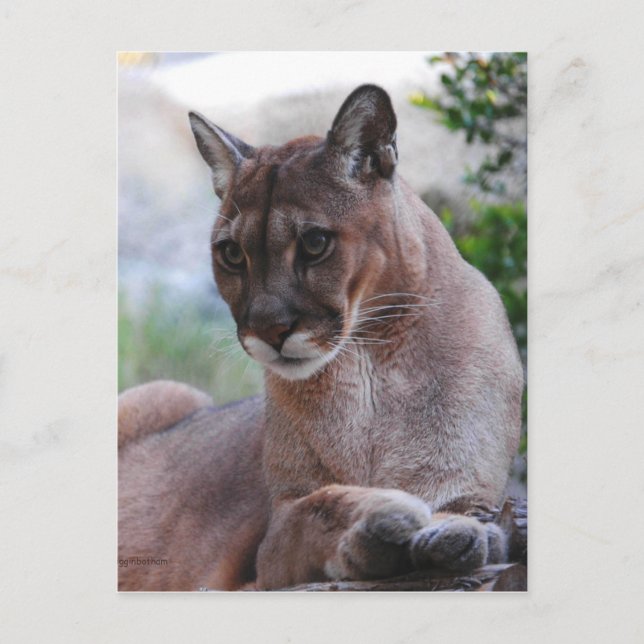 Schöner Panther Postkarte (Vorderseite)