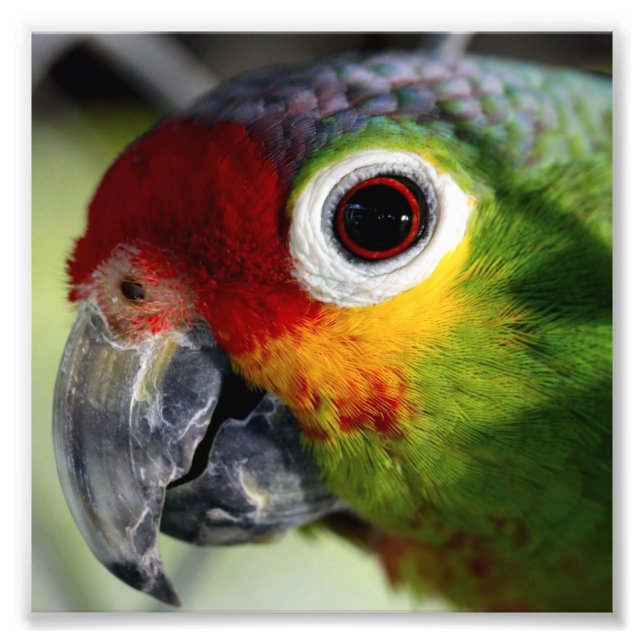Schöner Parrot Fotodruck (Vorne)