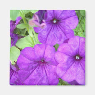 Schöner Petunia-Magnet Magnet