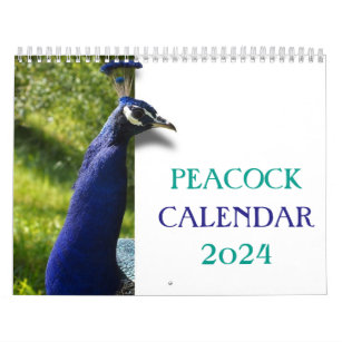 Schöner Pfau 2024 Kalender