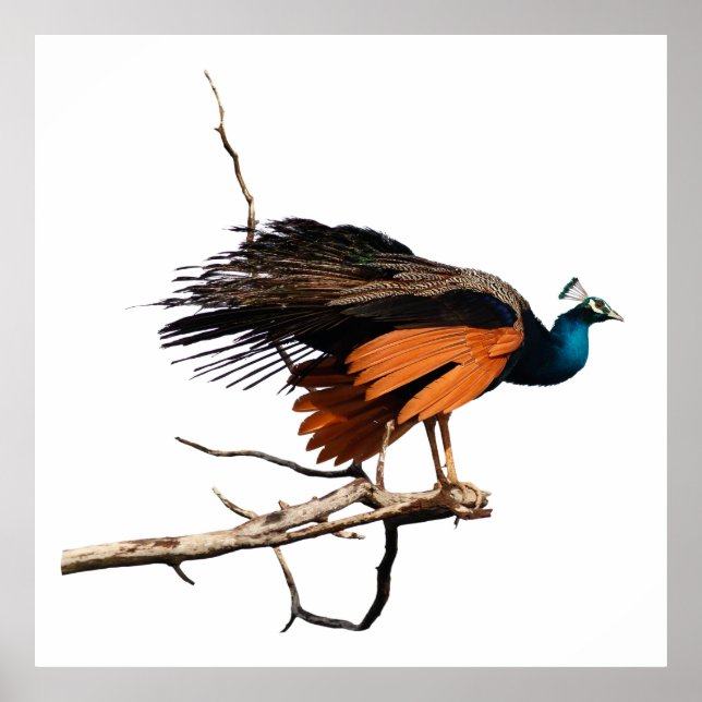 Schöner Pfau auf dem Ast Poster (Vorne)