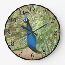 Schöner Pfau