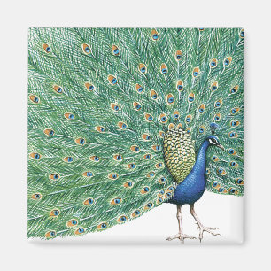 Schöner Pfau Magnet