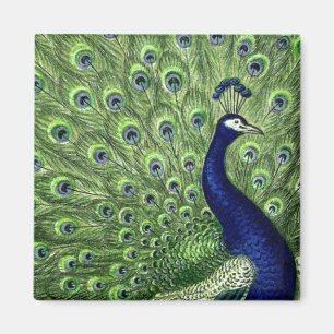 Schöner Pfau Magnet