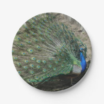 Schöner Pfau