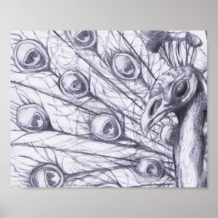 Schöner Pfau Poster