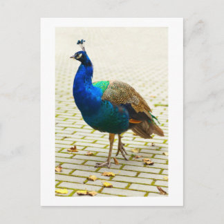 Schöner Pfau Postkarte