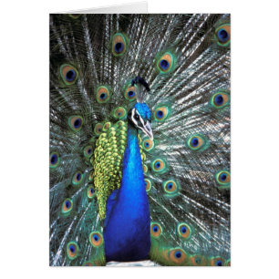 Schöner Pfau spreizt farbenfrohe Federn
