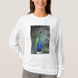 Schöner Pfau spreizt farbenfrohe Federn T-Shirt