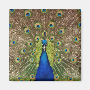 Schöner Pfauendruckmagnet Magnet