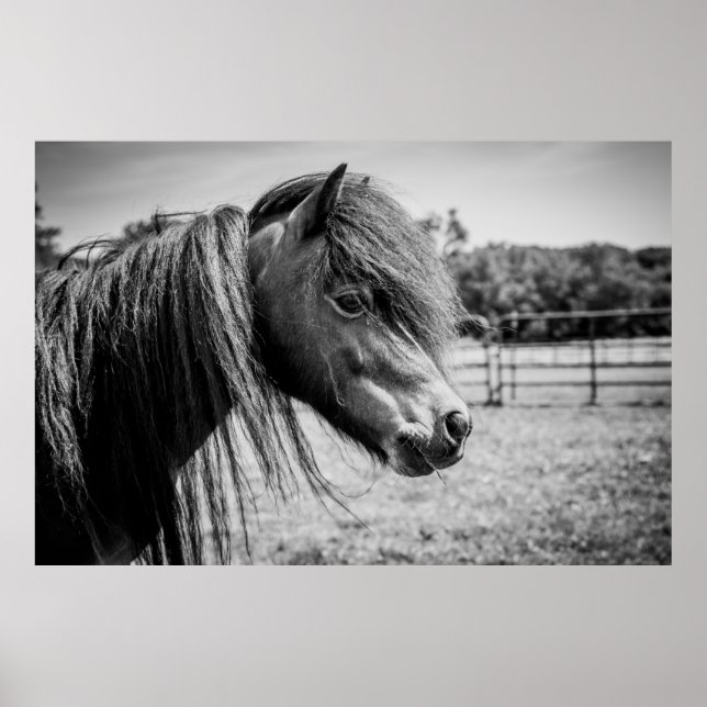 SCHÖNER PFERD POSTER (Vorne)