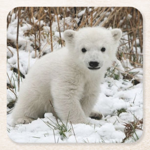 Schöner Polar Bear Cub Rechteckiger Pappuntersetzer