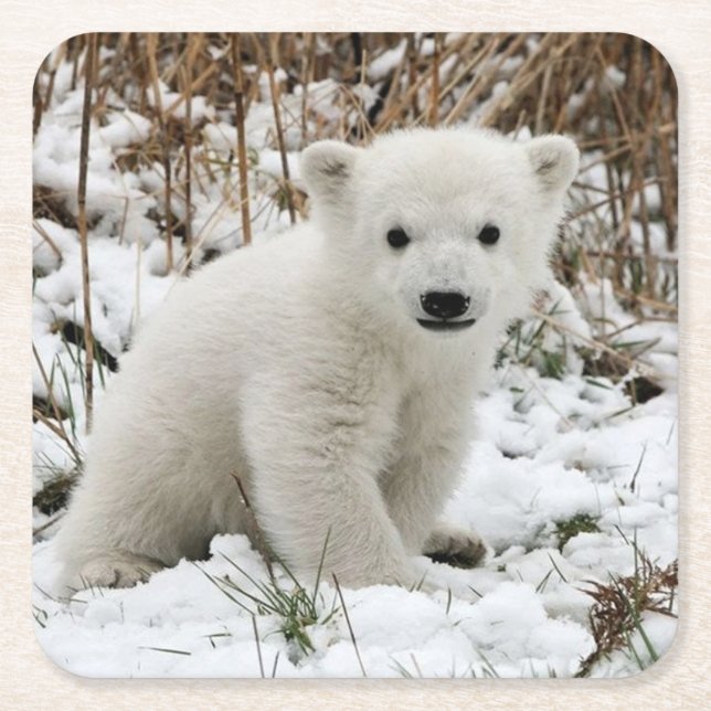Schöner Polar Bear Cub Rechteckiger Pappuntersetzer (Vorderseite)