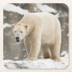 Schöner Polar Bear Rechteckiger Pappuntersetzer