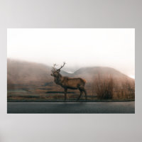 SCHÖNER REINDEER