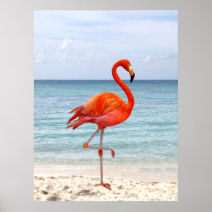 Schöner rosa Flamingovogel am Strand Poster